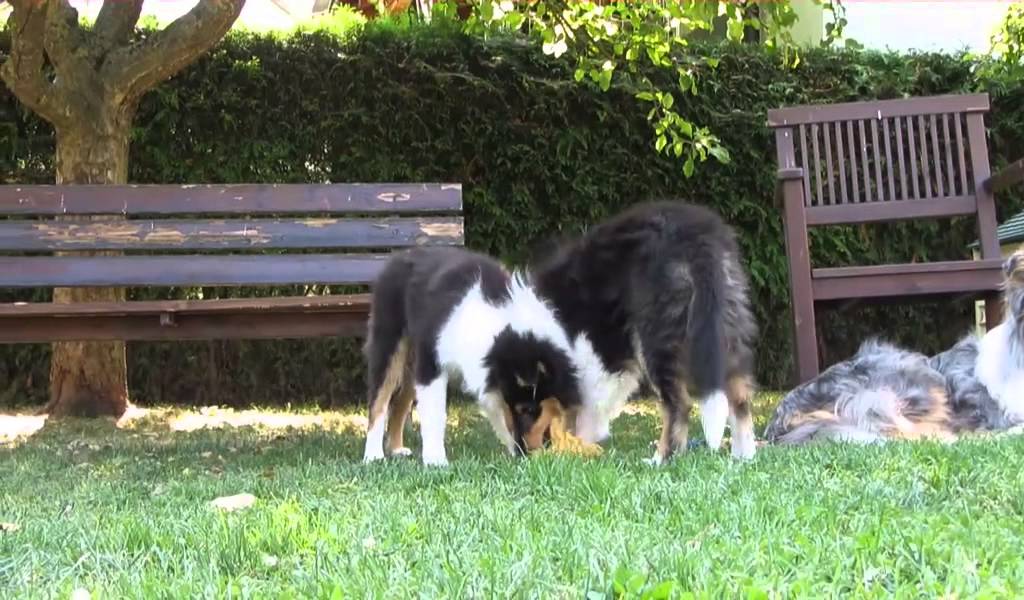 collies of blueharvest collies of blueharvest