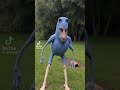 Bird #makemefamous #funny #memes #jonmud #animation