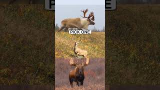 What&#39;s YOUR Favourite Animal? #caribou #muledeer #moose #animals #hunting  #shorts