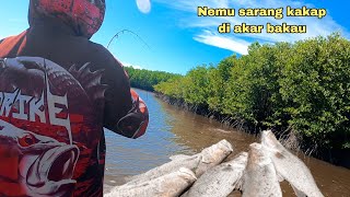 Sangat brutal!! mancing di sarang kakap putih kelaparan umpan turun langsung di sambar