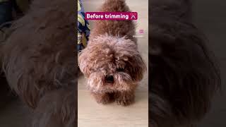 My dog before and after grooming ✂ #dog #puppy #toypoodle