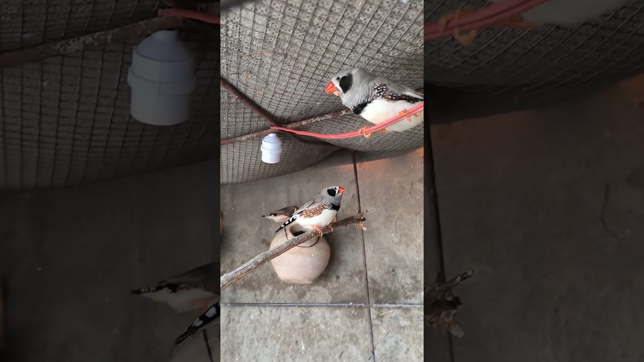 Surprise Matting attempts|Zebra Finches 