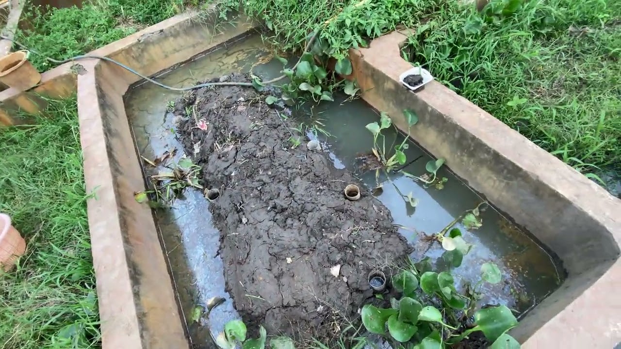 Sharing budidaya belut