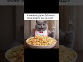 Больше бабочек!😀 #cat #нейрокотики #кот #видосыоткота #веселыекоты #котики #врек #топ