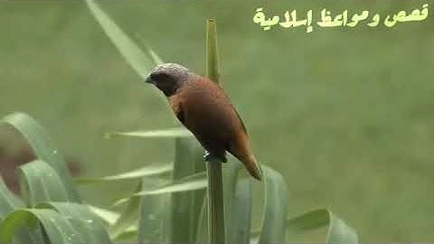 أربع ساعة من القراءة الرائعة و الجميلة  بالصيغة المغربية الأصيلة برواية  ورش  💚💚💚💚💚
