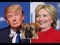 Carlos the Mastiff votes - Donald Trump vs Hillary Clinton