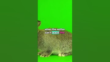 Do you know why volleyball teams sometimes use a "pipe attack" from the back row?#foryou#fyp#sports