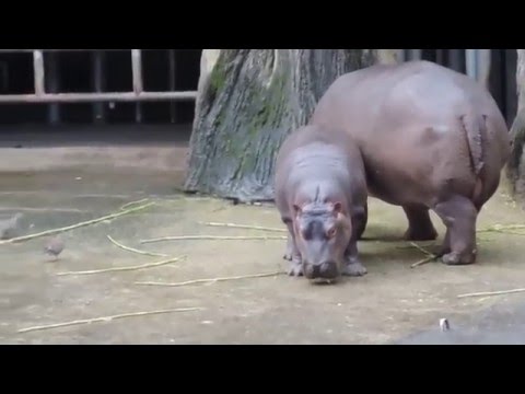 20160117 被鴿子嚇到的小雨