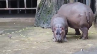 20160117 被鴿子嚇到的小雨