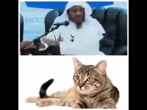 قصة القطة مع فضيلة الشيخ سليمان جبيلان