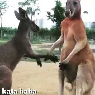 Kangguru minta maaf