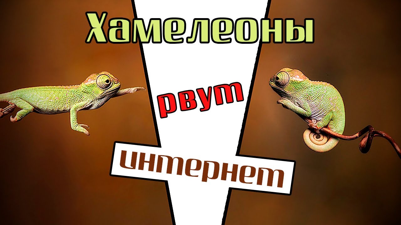 Интернет хамелеон