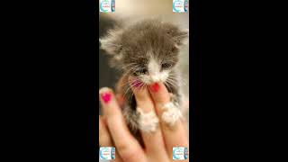 kitten tone || Cute SMS Ringtone 2021 || Best Notification Tone || iPhone Ringtone || New SMS Tune