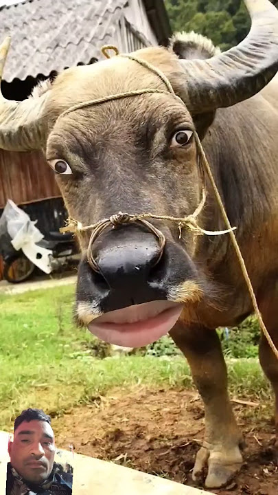 https://youtube.com/shorts/Wxtynn6Njnk?si=gE0GOlRXfT40Dfeh😂😂