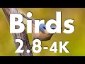 Birds-2 (4.5K)