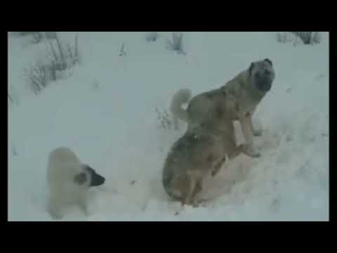 kurt vs Kangal ( canavar vs Kangal) wolf attack  #kangal #kurt #cobanköpeklerı