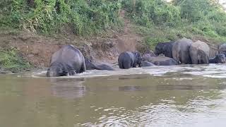 Today I am Going to Share With You a Video of a Wild Elephant Bathing in The River !! #assam