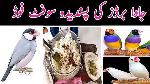 Java Best Soft Food|Java Sparrow Summer Soft Food|Best Food For Java Finch|Java Breeding Season.