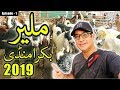 BAKRA MANDI Malir Karachi 2019 | Episode 1 | Video in URDU/HINDI