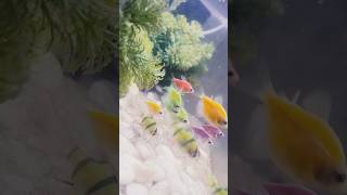 cute fish collection