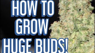 The “SECRETS”  to Feeding Cannabis  for HUGE Buds! Jake Grentree