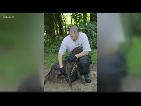 Video: Kontaktlēcas dod agrāko kaujas suni Jauna mīlestība uz dzīvību