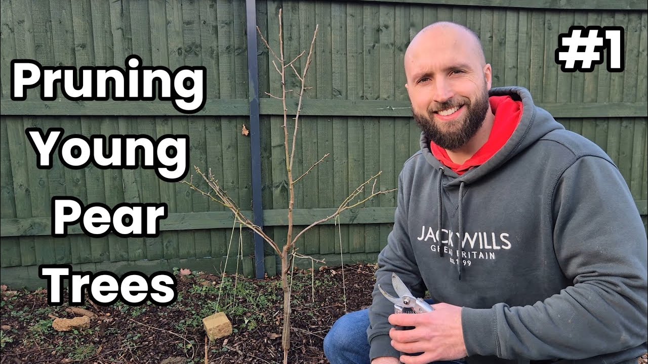 How To Prune Pear Trees (Central Leader) - YouTube