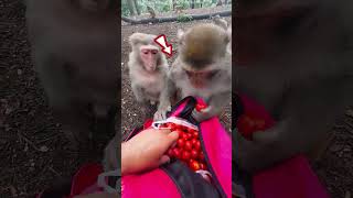 Smart Monkey Vs Girl You Wont Believe What He Did Next