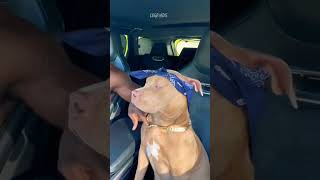 Dog Listening To 2pac how Do You Want It