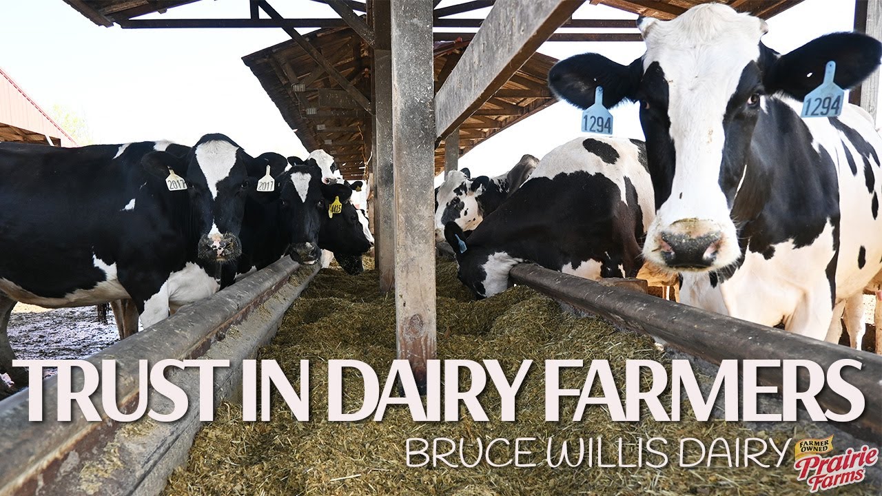 Trust in Dairy Farmers Bruce Willis Dairy YouTube