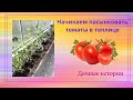 Начинаем пасынковать томаты в теплице. Конец мая, Ленинградская область.