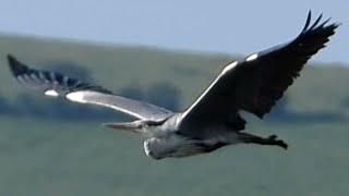 Magpie, Cormorant. Heron and Eagle