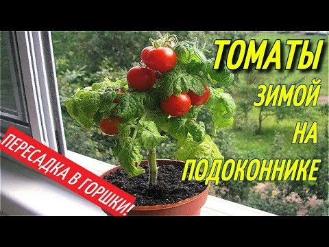 ТОМАТЫ ЗИМОЙ НА ПОДОКОННИКЕ/ПЕРЕСАДКА В ГОРШКИ.