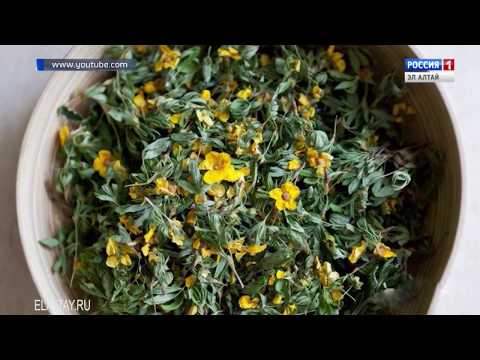 Видео: Курилски чай от храсти