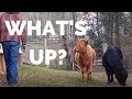Goat Barn Tour/ Cow Barn Tour
