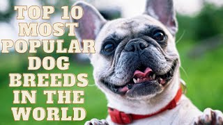 top 10 most popular dog breeds in the world