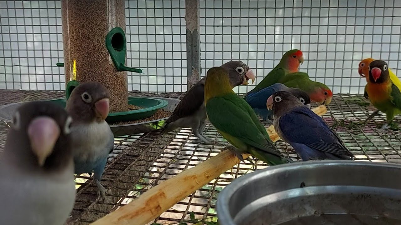 Love birds are playing with a piece of woodBird chirping & relaxing