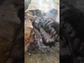 قلبي ماهو لعبة