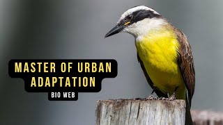 Why is the GREAT KISKADEE the true master of urban adaptation?