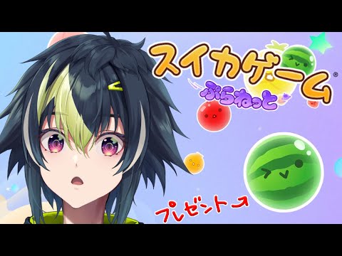 【 スイカゲーム ぷらねっと 】クリスマスはスイカのプレゼント【 伊波ライ / にじさんじ 】