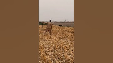 Hunting Quail with English pointer Neating Quail in Pakistan 2025#shorts