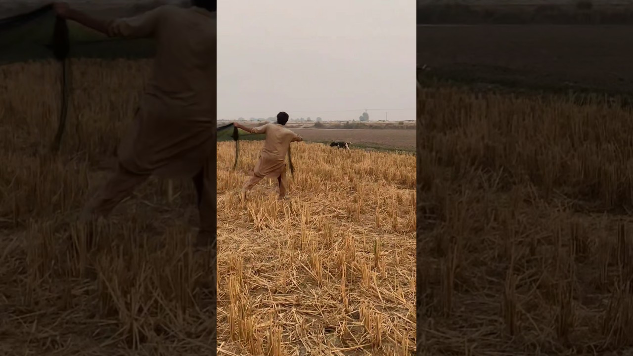 Hunting Quail with English pointer Neating Quail in Pakistan 2025