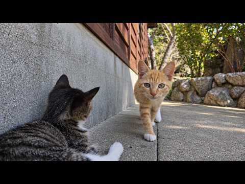 【今週の感動猫動画 2026 10 2w】今週撮った未公開猫動画まとめて公開 unreleased video of this week
