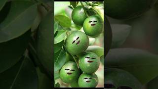 Alifunbaa Taun Saa I Naat Islamic video #catie #fruit #funny #fruitcutting#satisfying#comedy