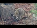 Еноты / Raccoons