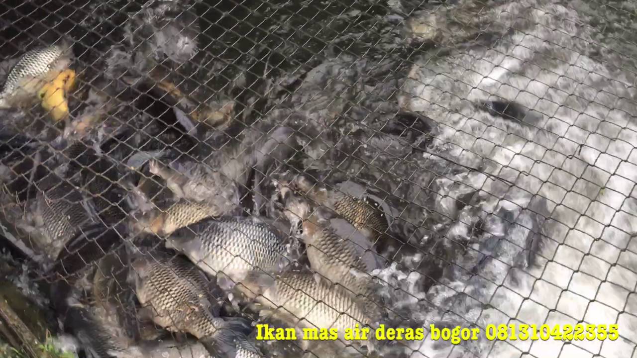 jual ikan mas bogor air deras WA 081298810994 - YouTube