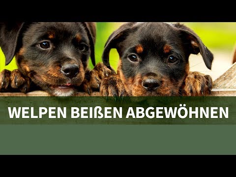 Video: Mein Hund zerstört das Haus, wenn ich weg bin