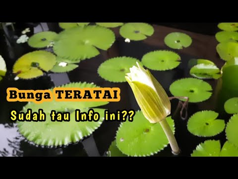 Video: Bagaimana beberapa tanaman seperti teratai beradaptasi dengan kehidupan di kolam?