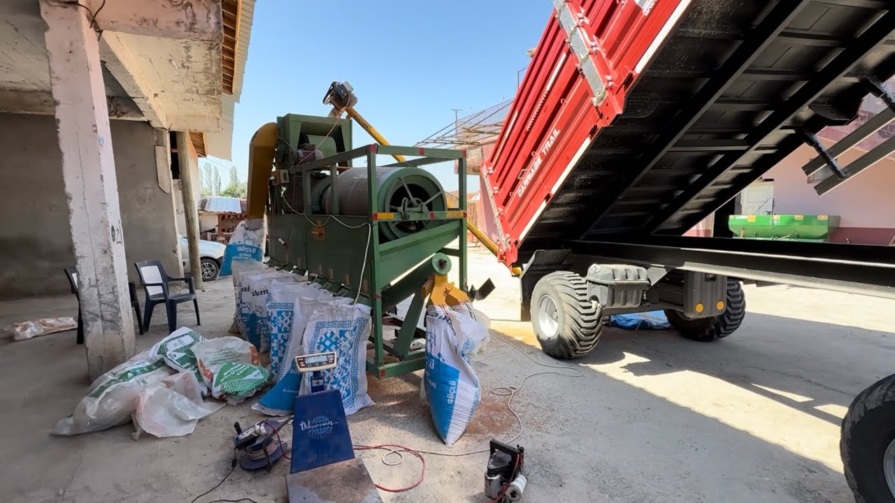 FALADO BUĞDAY BİÇİMİNDEYİZ 1200 KG VEREN ÇEŞİTTEN TOHUMLUK AYIRDIK 