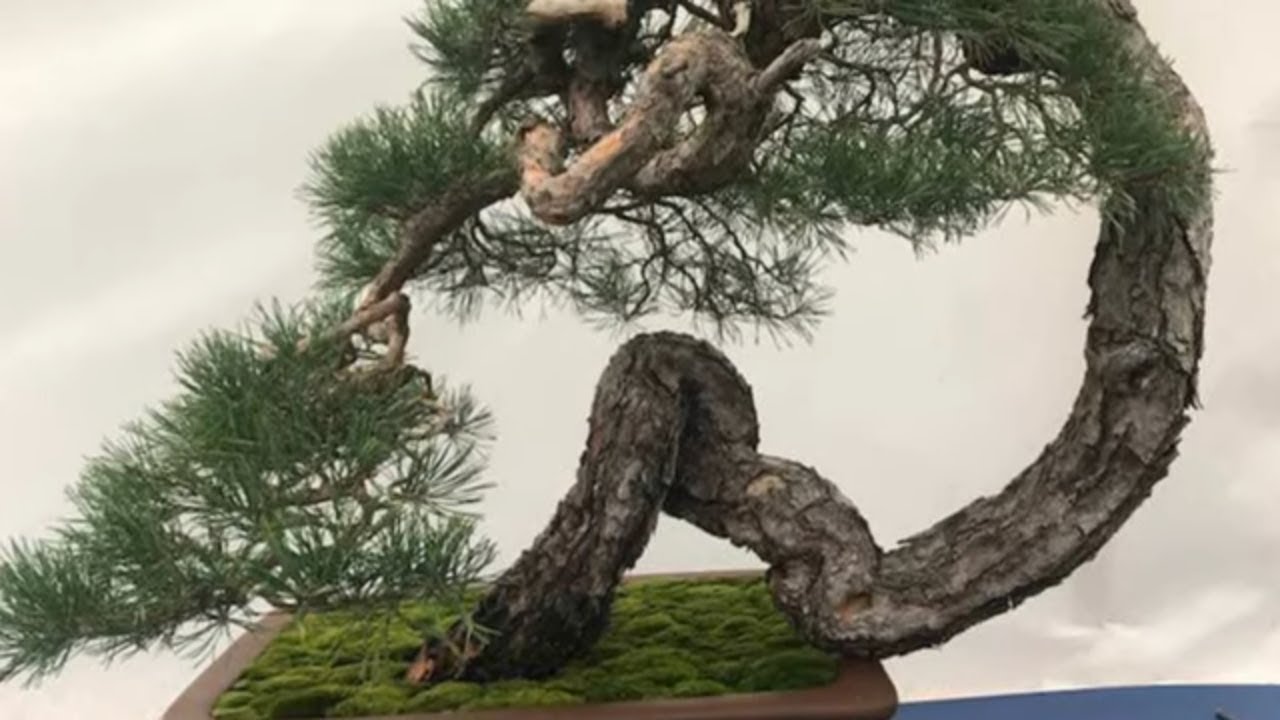 BONSAI Creative Fest by Werner M Busch from Dsseldorf, Germany